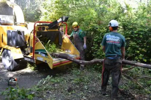 tree services Surfside